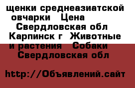 щенки среднеазиатской овчарки › Цена ­ 5 000 - Свердловская обл., Карпинск г. Животные и растения » Собаки   . Свердловская обл.